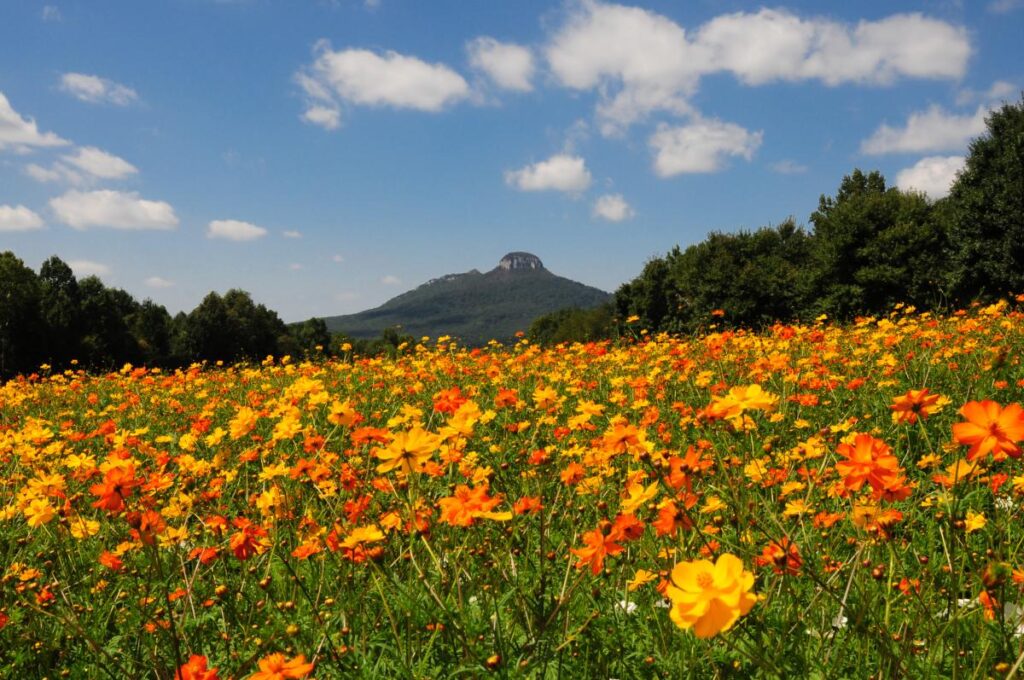 pilot mountain wildflowers