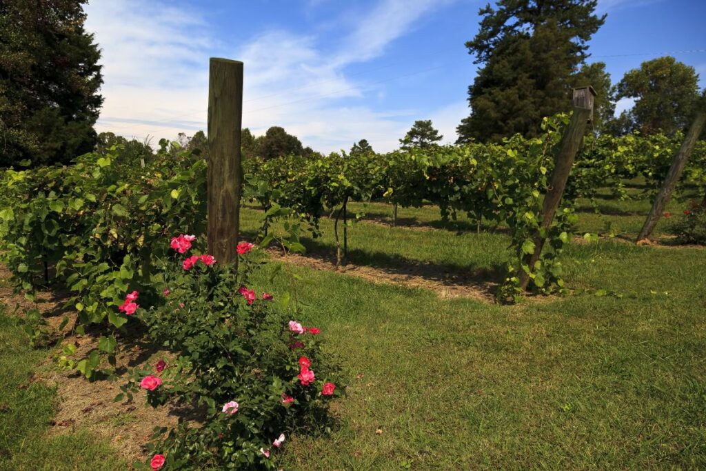 yadkin valley scenic byway