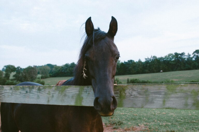 Astoria Equestrian 768x510