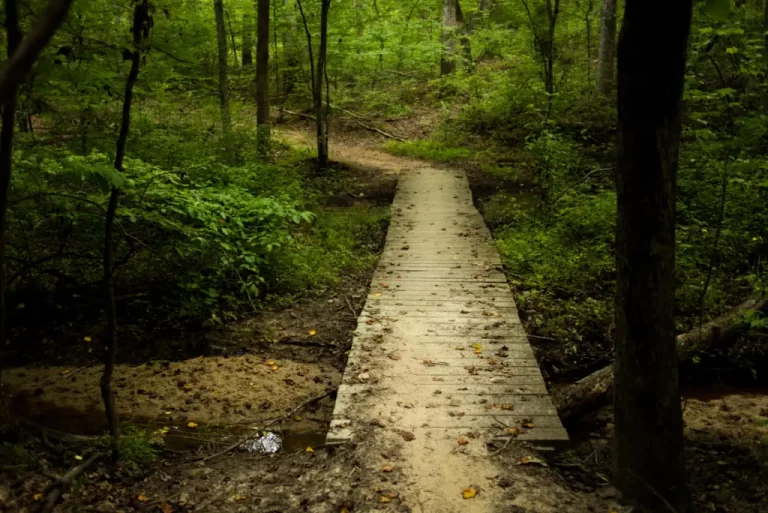 BaldEagleTrail 768x513