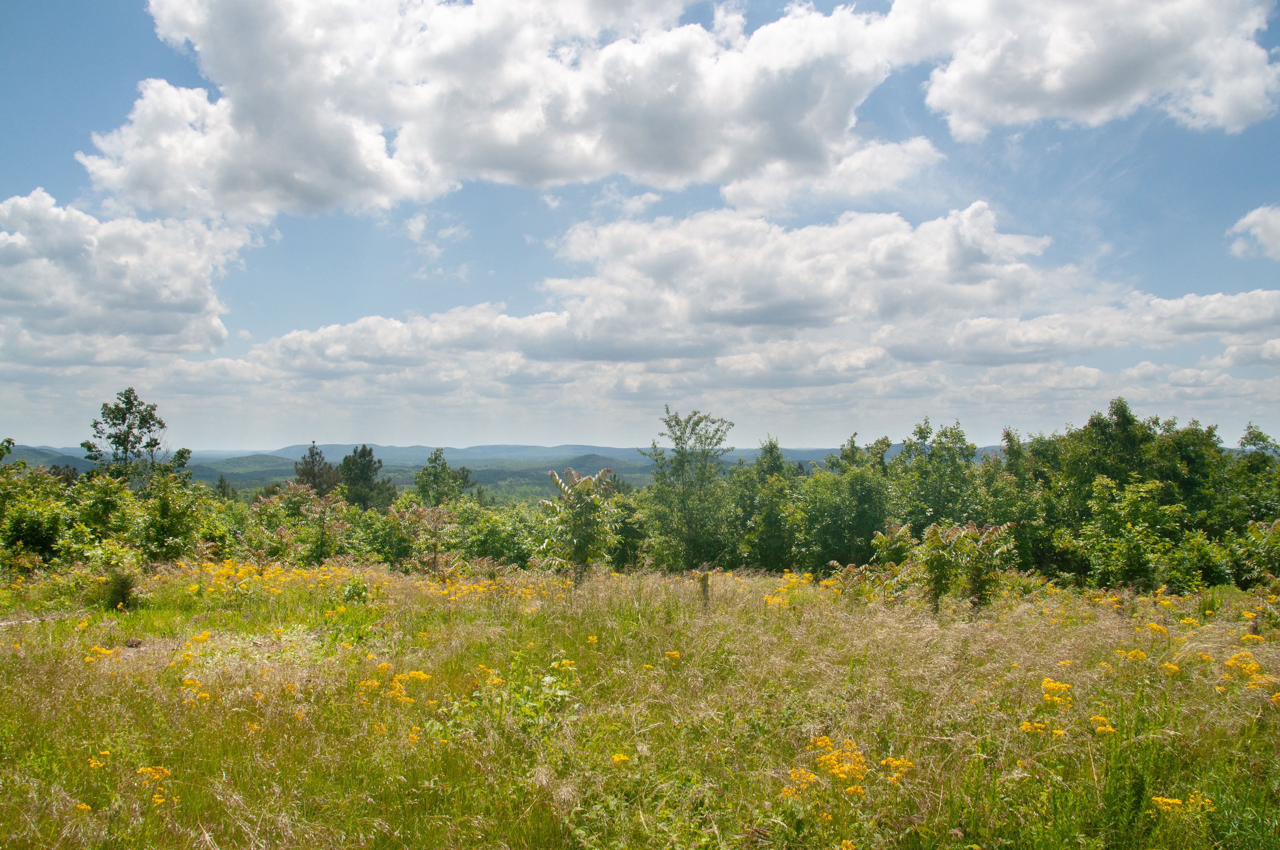 View from Little Long Mtn Uwharrie Trail Brianna Haferman
