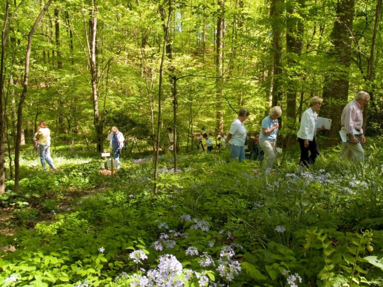 emily garden 1 768x576