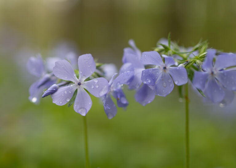 emily garden 2 768x549