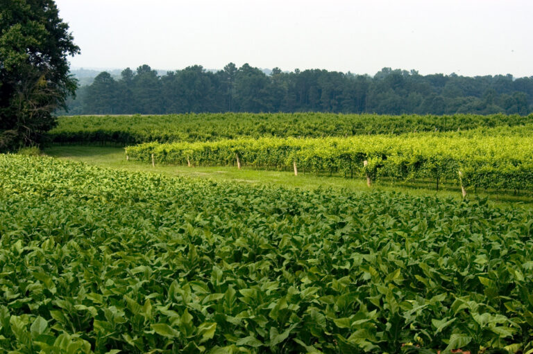 ragapple lassie 768x511