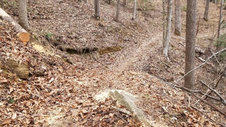 ring necked trail 768x432