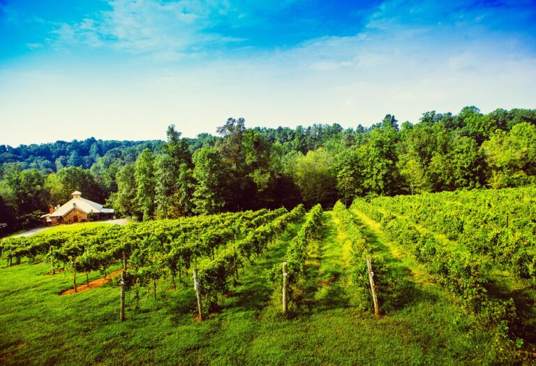 Elkin Creek Vineyard 008 768x524