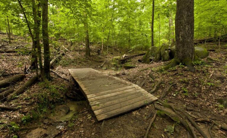 bill faver trail 768x468