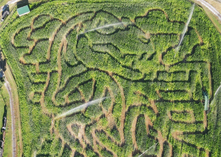 kersey valley maize 768x547